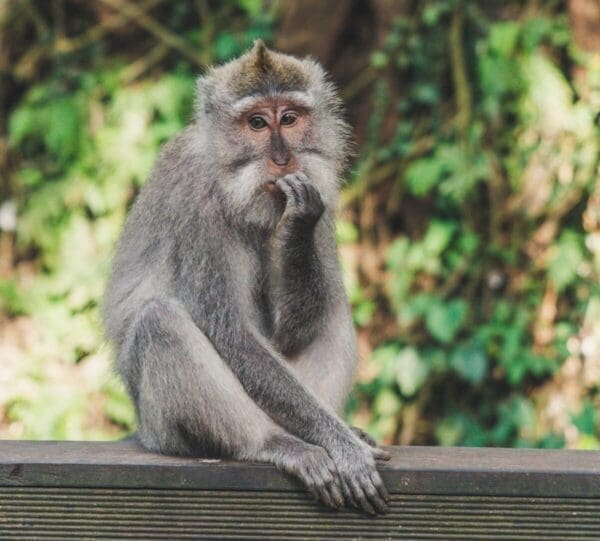 Monkey sitting on wooden platform with hand in its mouth