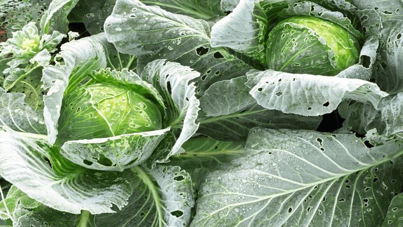 Cabbages in a garden with holes from butterfly bites