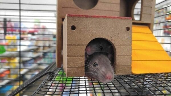 Pet rats hiding inside their small house in a cage