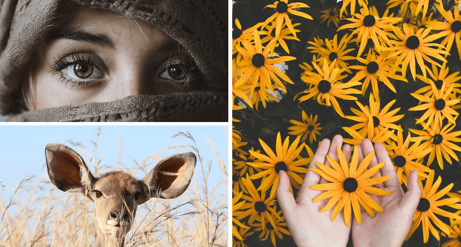 Collage of a woman's eyes, a deer's head, and hands holding yellow sunflowers