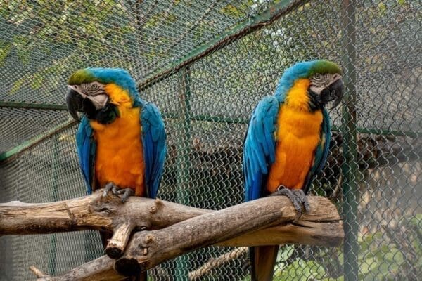 Two parrots sitting on a branch with space between them are in conflict