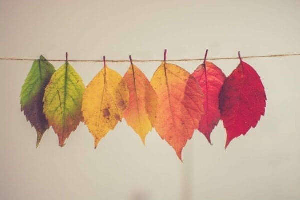 String with leaves of colors ranging from green to red represents adaptability