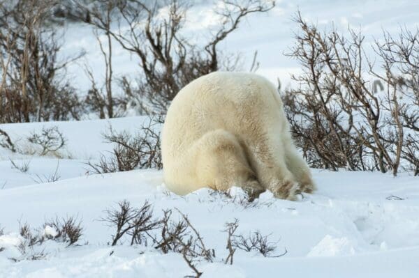 Polar bear in the wild, burying its head in the snow