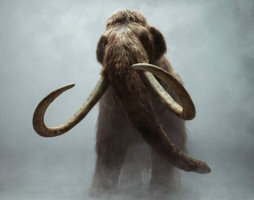 Large Woolly mammoth running through fog