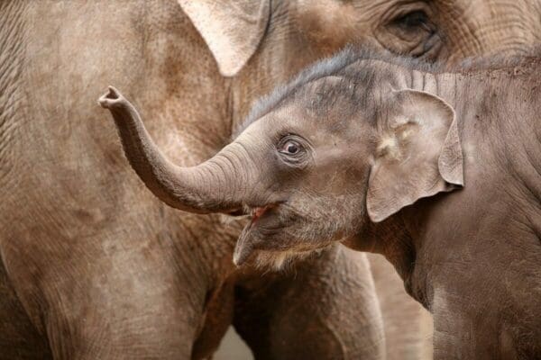 Baby elephant with adult elephant