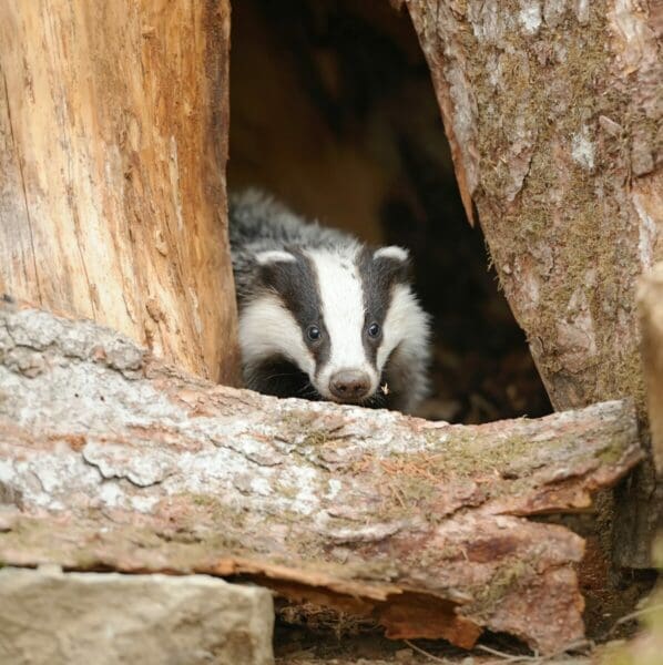 Badger hiding in a hole tree clearing