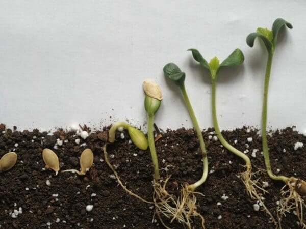 Seeds in soil at various stages of growth