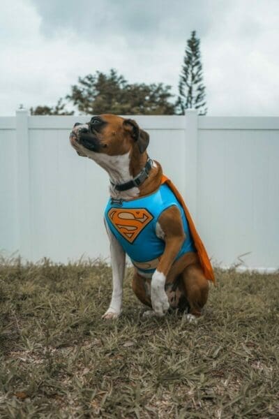 Dog in superman costume underdog