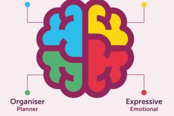 Purple brain graphic of the 4 quadrants for HBDI Whole Brain Thinking