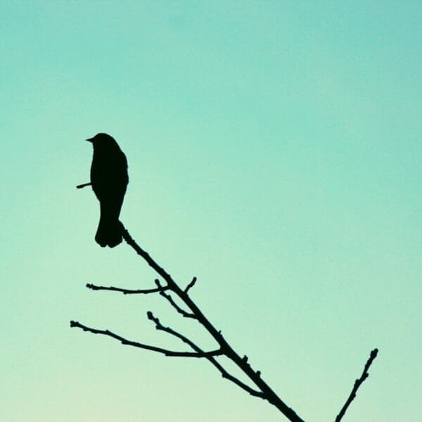 silhouette of a Bird on a branch with blue sky background