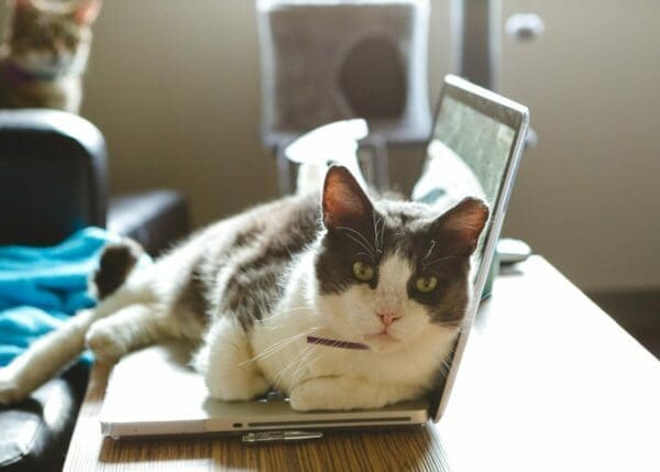 A black and white cat laying on a laptop