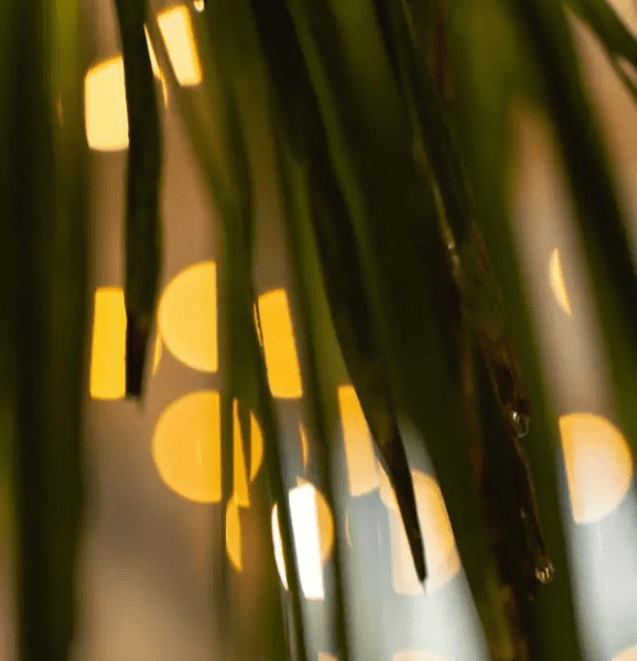 Close up of palm tree leaves with lights behind