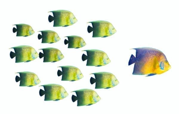 Leadership concept of big leader fish leading school of tropical fishes