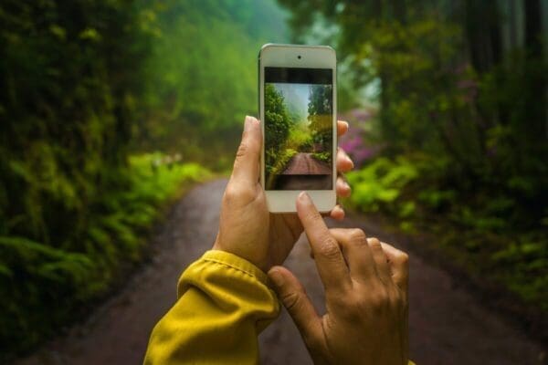 Smartphone picture taking of a green forest woodland scene