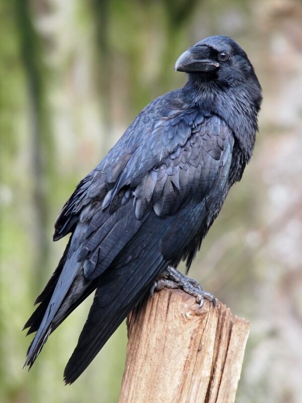 Raven perched on a wooden branch