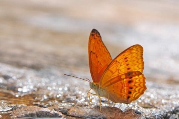 Close up of an orange butterfly