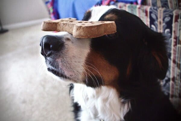 Dog trained to balance a large bone treat on his nose