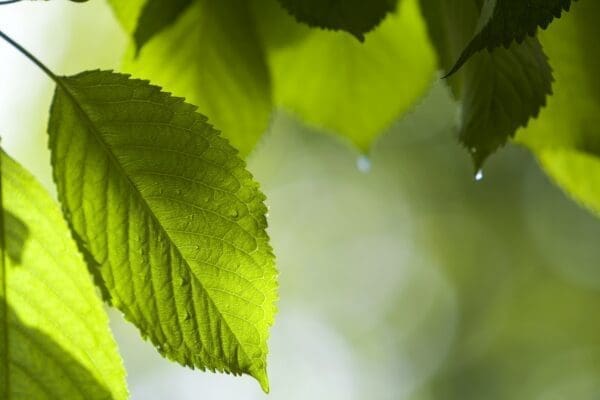 Close-up of beautiful fresh green leaves 