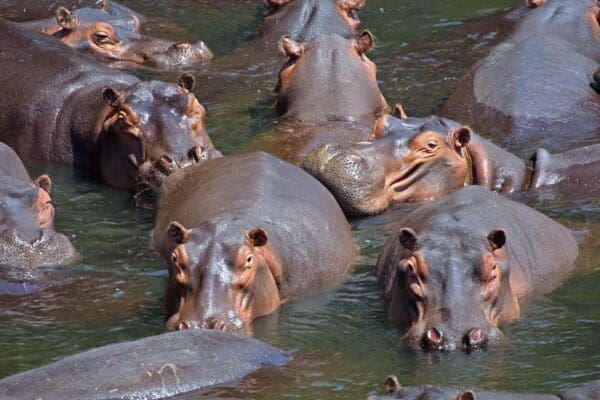 Group of hippos in a lake swimming