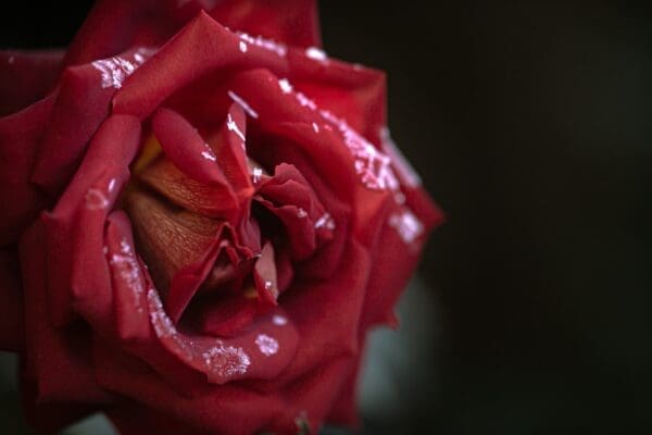 A single red rose, covered with ice crystals close up.