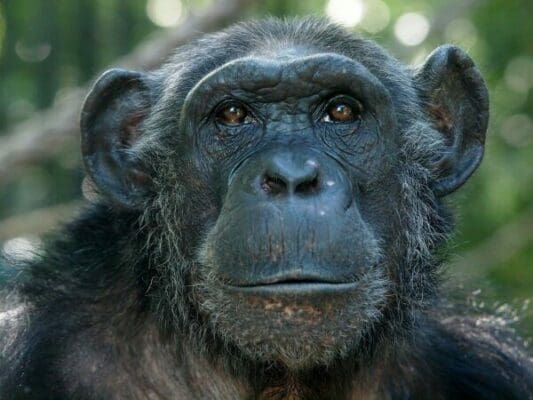 Close up of a chimpanzee's face 