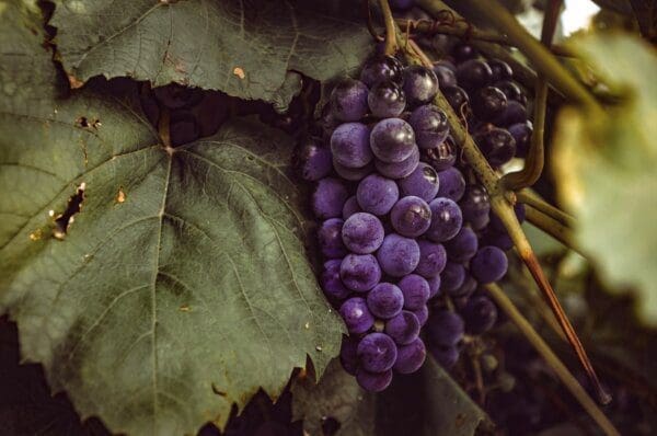 Bunch of purple grapes with green leaves and branch