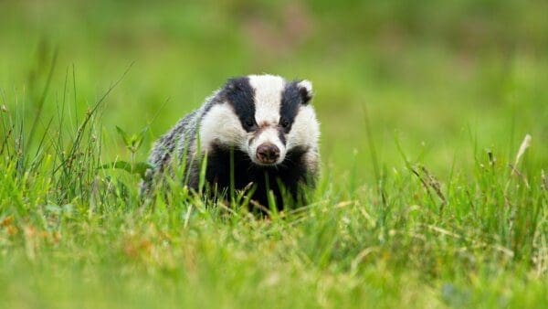 Close up of a badger running through grass field