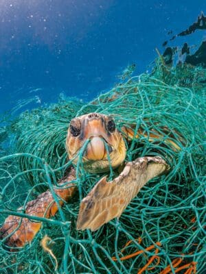 Turtle in water is trapped by fishing net from water pollution represents using an image as a persuasion technique