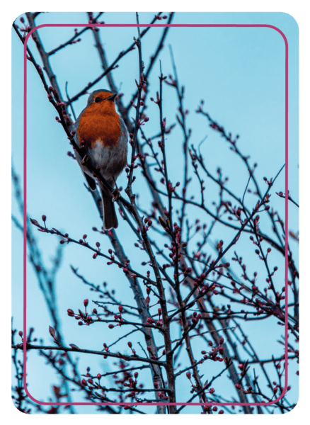 Coaching card with picture of a robin in a tree