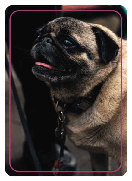 Picture Coaching Card from MBM with pet dog