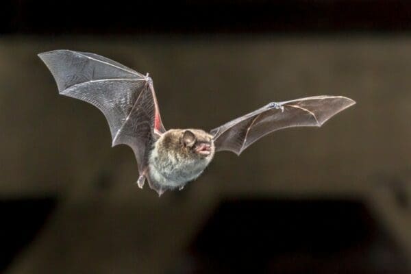 Flying bat with blurred brown background