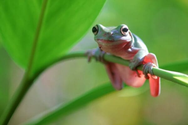 Close up of a green tree frog on a plant stalk