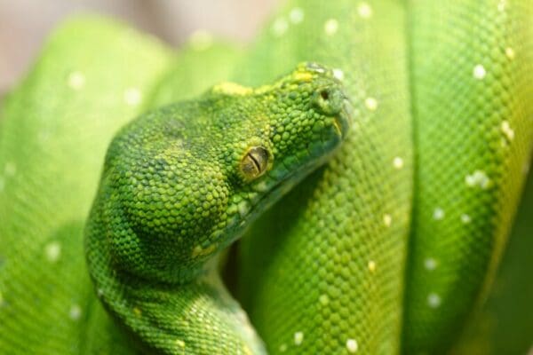 Close up of Green snake