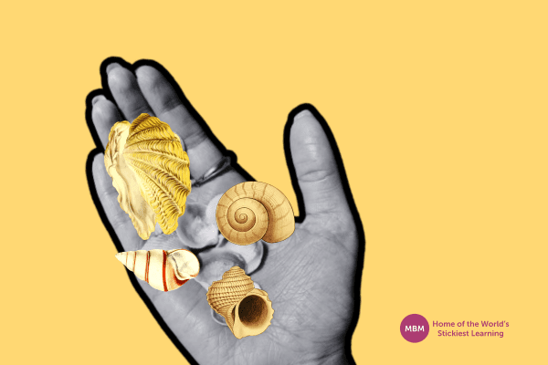 Hand holding sea shells representing personalities