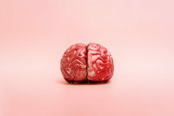 A model of the human brain on a pink background