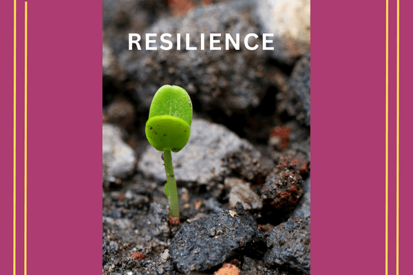 RESILIENCE blog post image sprouting green plant from rock