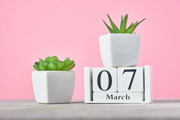Wooden block calendar with date 7 march beside green plant on the pink background