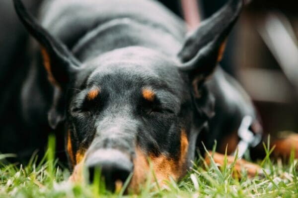 Watchdog Resting In Green Grass