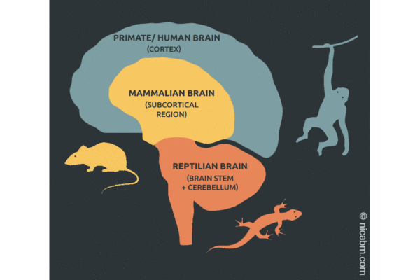Brain with mouse, lizard and monkey graphics for the three types of brains