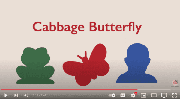Cabbage butterfly time management technique video